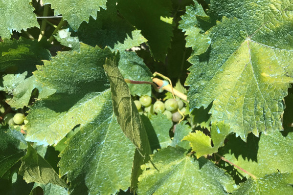 -50 % de cuivres autorisés dans le vignoble par l'ANSES