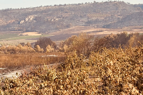 Les vignerons face aux incendies et au gouvernement : 'vous avez le choix aujourd’hui, de laisser un désert à la place des vignes'