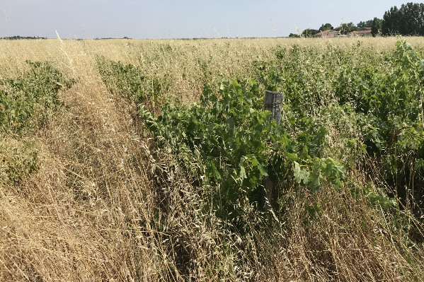 Le Conseil Constitutionnel censure la simplification des contraventions des vignes en friche