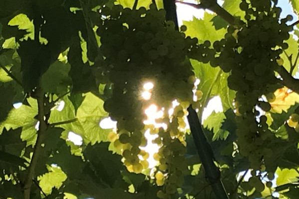 Les arrachages ne réduisent pas la vendange 2025 : -20 000 ha de vignes et +13 % de vins par rapport à 2024