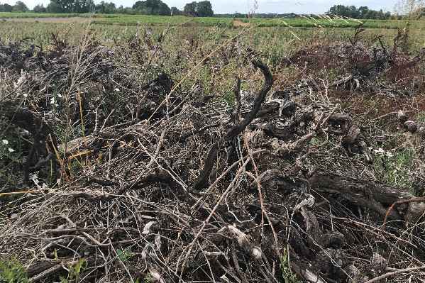 +3 ans pour les demandes d’autorisation de replantation de vignes