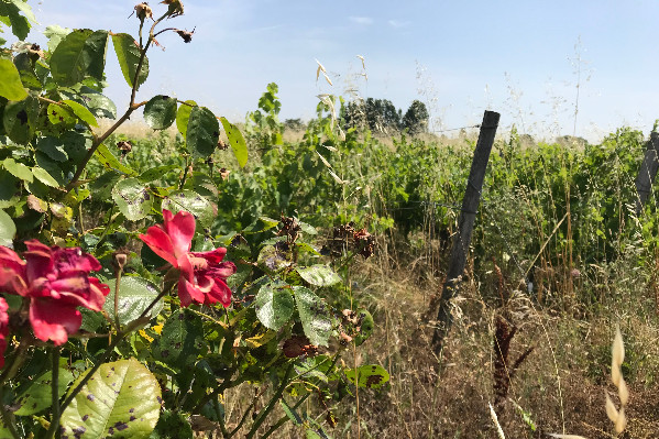 Les vignes en friche font-elle la pression mildiou ? La science cherche encore (à commencer par des essais)