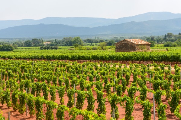 Le vignoble de Provence peaufine son futur encépagement