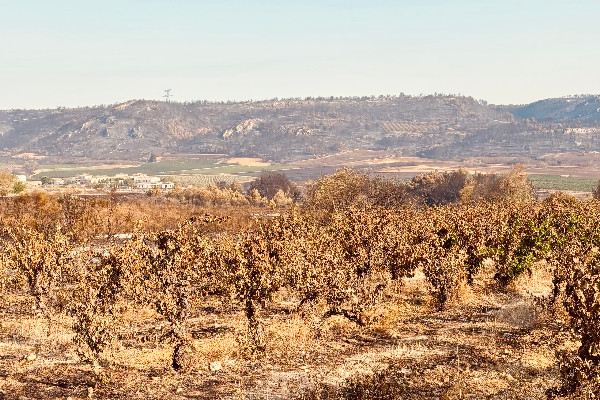 Ce que le vignoble des Corbières attend de la venue de la ministre de l'Agriculture