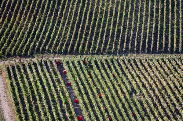 La Champagne vendange déjà, avant même ses bans