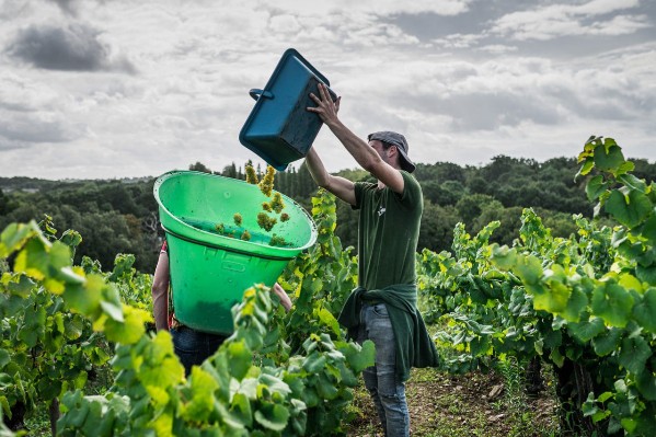 Top départ de belles vendanges dans le Muscadet