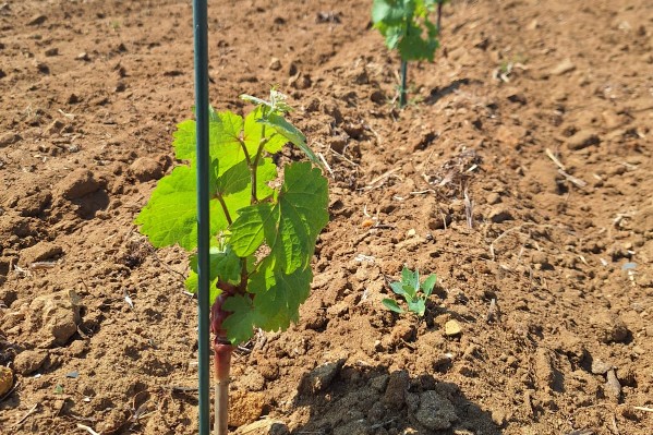 Cépages résistants, chênes truffiers et plantes aromatiques dans le vignoble de Chinon