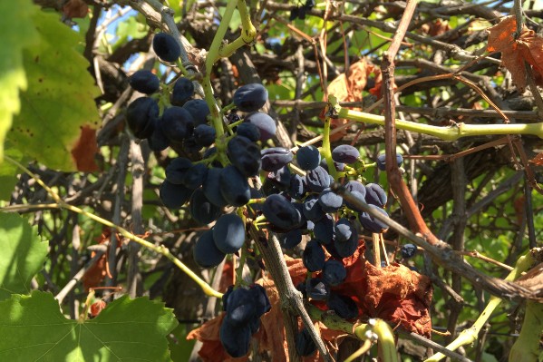 « Quand le raisin commence à flétrir, on n’attend pas, on vendange ! »