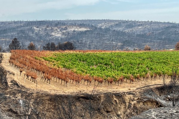 Quel pronostic vital pour les vignes exposées aux incendies