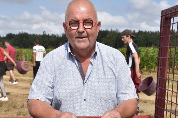 Les vendanges lancées à des dates jamais vues en Anjou-Saumur