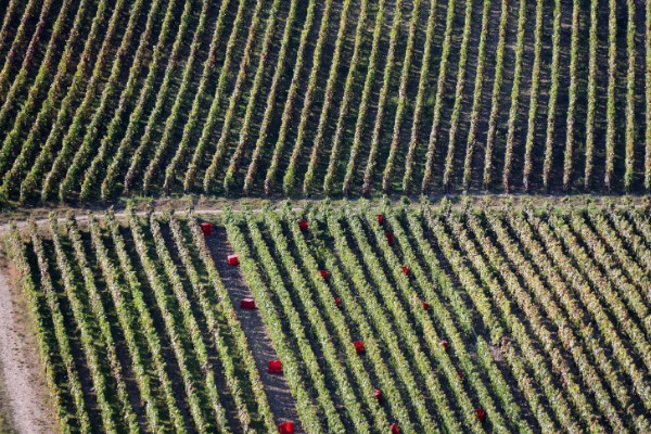 Champagne has already begun harvesting, ahead of the official starting dates