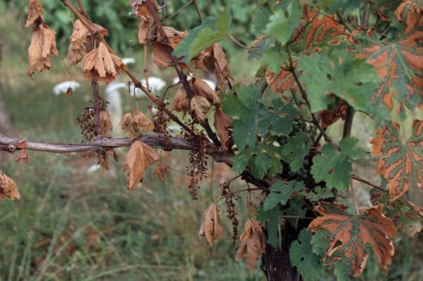Les maladies du bois de la vigne épinglées dans cet observatoire