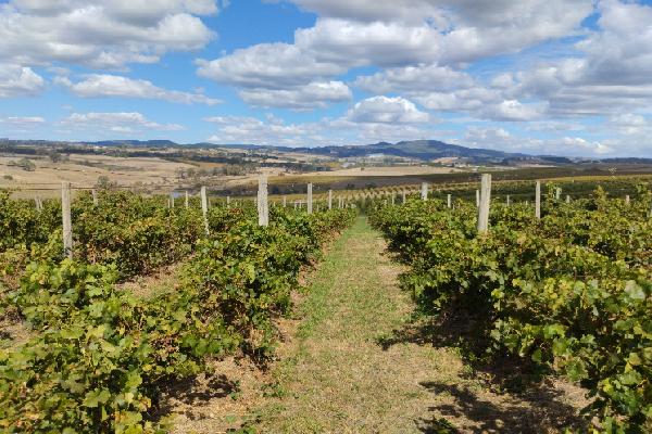 En Australie, les vins de la région d'Orange séduisent les consommateurs