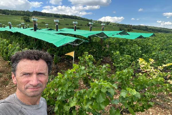Bienesis, un parapluie qui fait ses preuves pour protéger les vignes des aléas climatiques