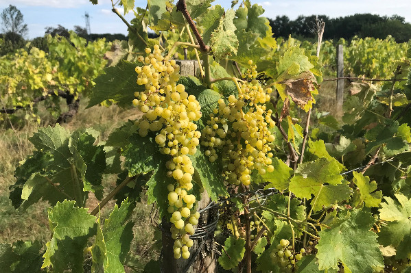 Cognac déclasse 3 600 ha en vins de France, un 'excédent spécifique' et 'un nouveau challenge' pour ne pas peser sur les autres vignobles