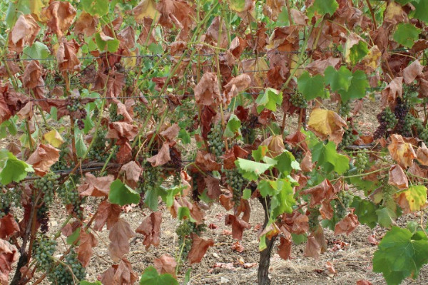 Cognac is hoping for rain to plump up the grapes