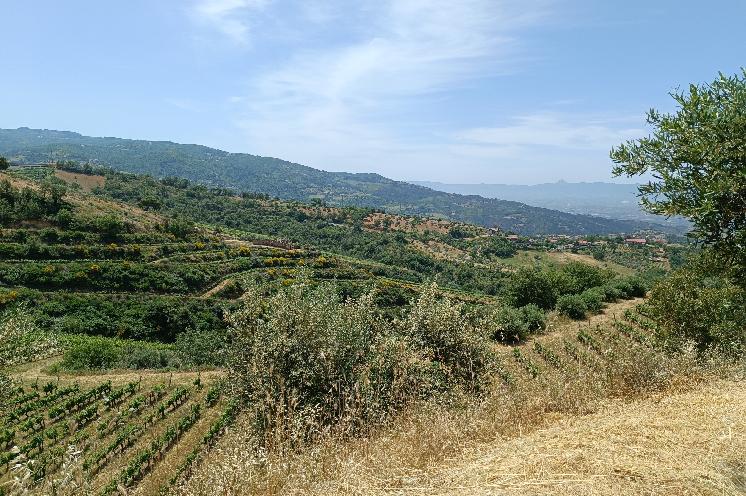  Terre di Cosenza en Calabre, la jeune appelation sur laquelle mise une poignée de vignerons