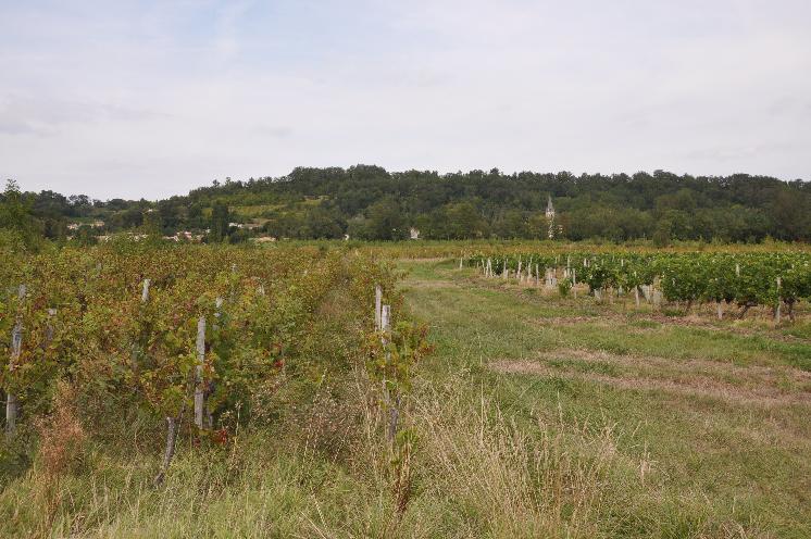  En Gironde, la Safer vient au secours des vignes en friche