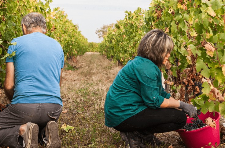Des ateliers pour découvrir le métier de vigneron