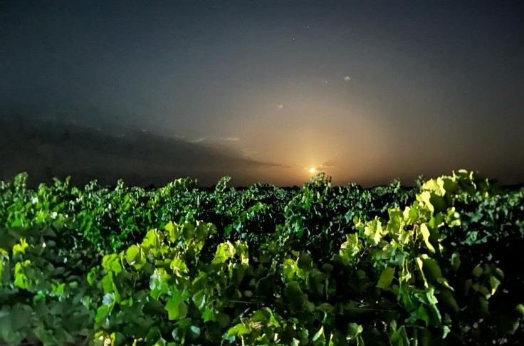 Vendanges en baisse de 10 % pour l'Italie et l'Espagne