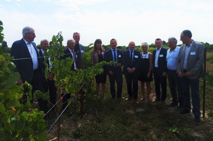 Transferring storied Vassal vine collection will take 10 years and €5 million Transferring storied Vassal vine collection will take 10 years and €5 million