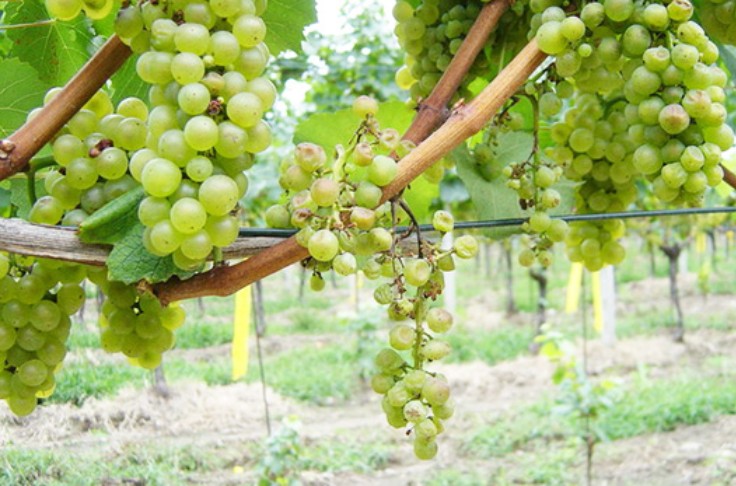 De l'ADN aux points faibles de la flavescence dorée de la vigne