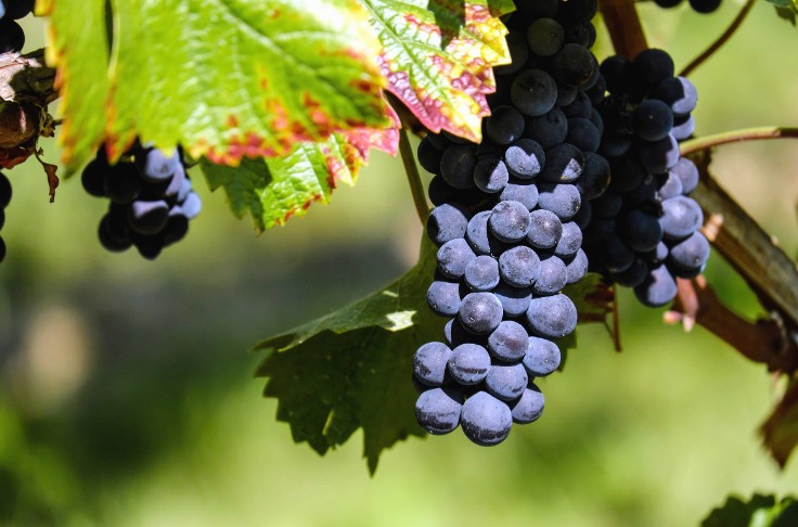 Pas de bretts, mais beaucoup de bactéries sur les raisins à vendanger