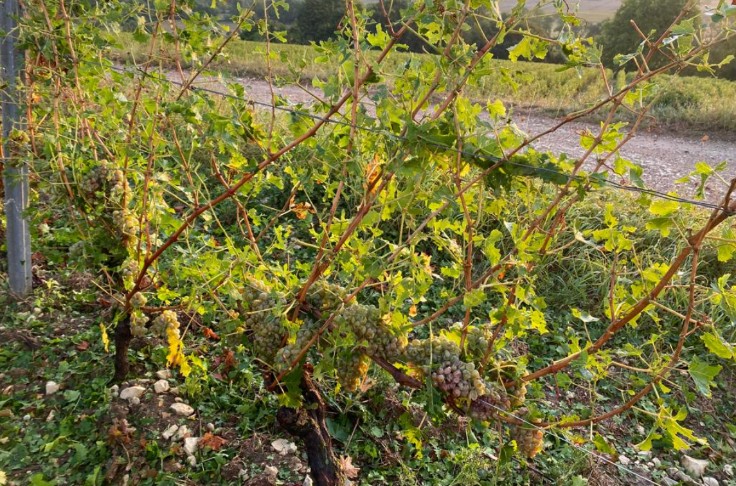 Le sancerrois frappé par la grêle en pleines vendanges 