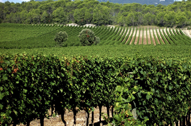 La valorisation des vins IGP Pays d'Oc est au rendez-vous