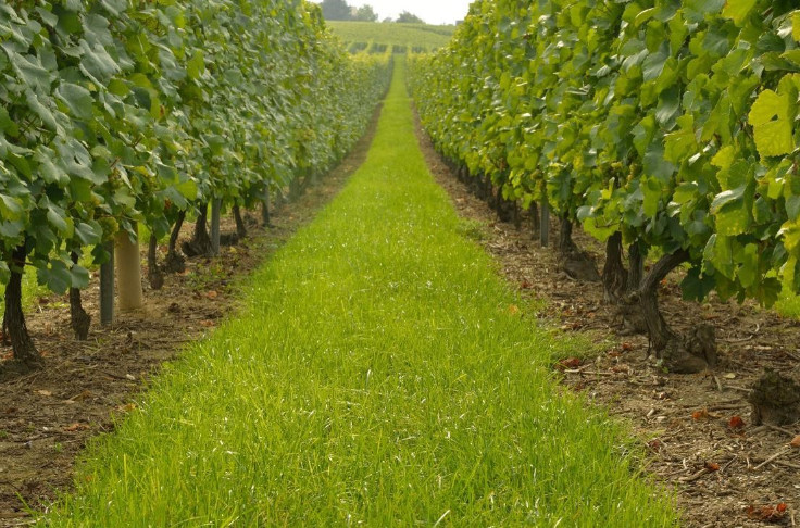Les Vignes Semi-Larges pourront se déployer en AOC Champagne   