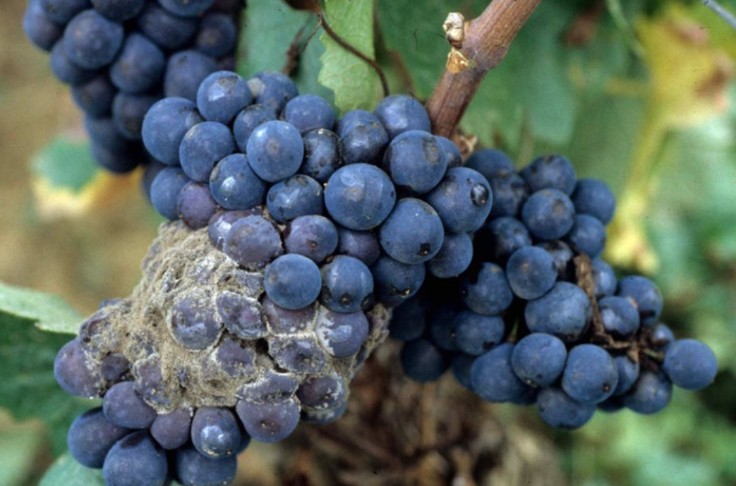 Le Botrytis accélère la vendange des rouges