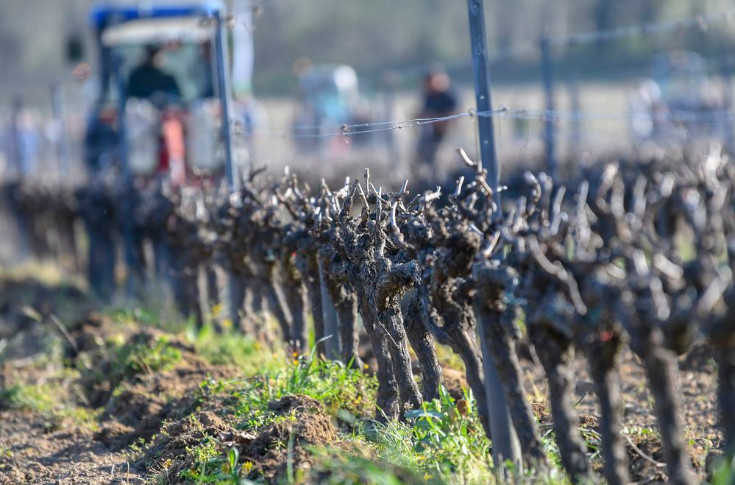  Les solutions de trois vignerons pour limiter la casse des ceps lors du travail du sol