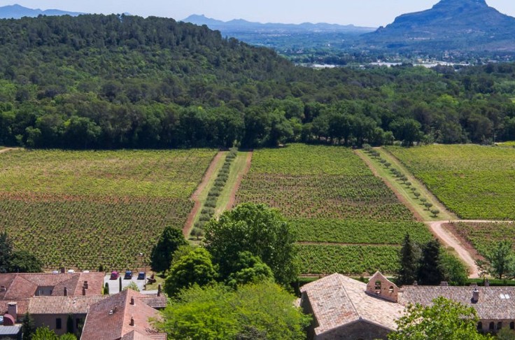Des vignes mycorhizées pour les aider à supporter le changement climatique