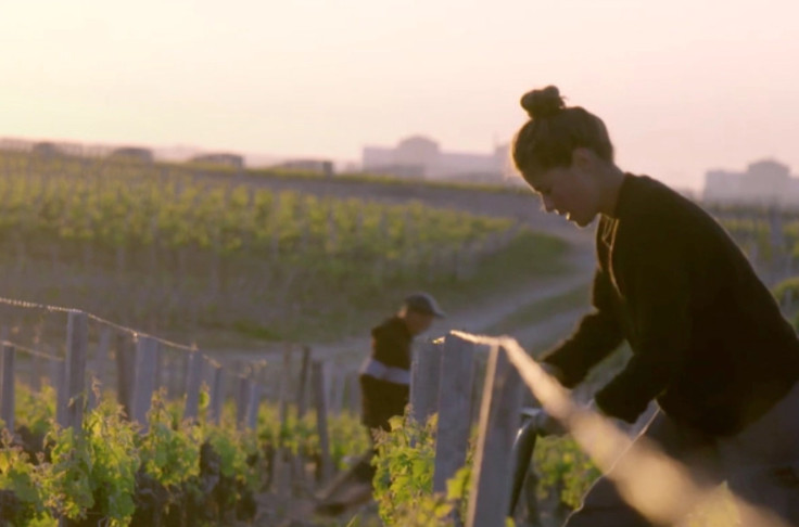 Des jeunes formés à la vigne et transformés à vie