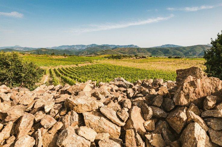 Le domaine Gayda étend sa gamme de vins au Roussillon
