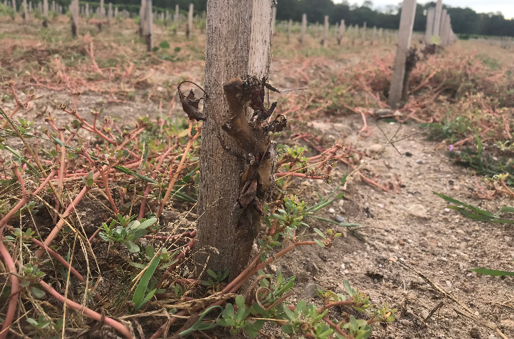 Sans moyenne olympique révisée, la nouvelle assurance du vignoble est-elle mort-née ?