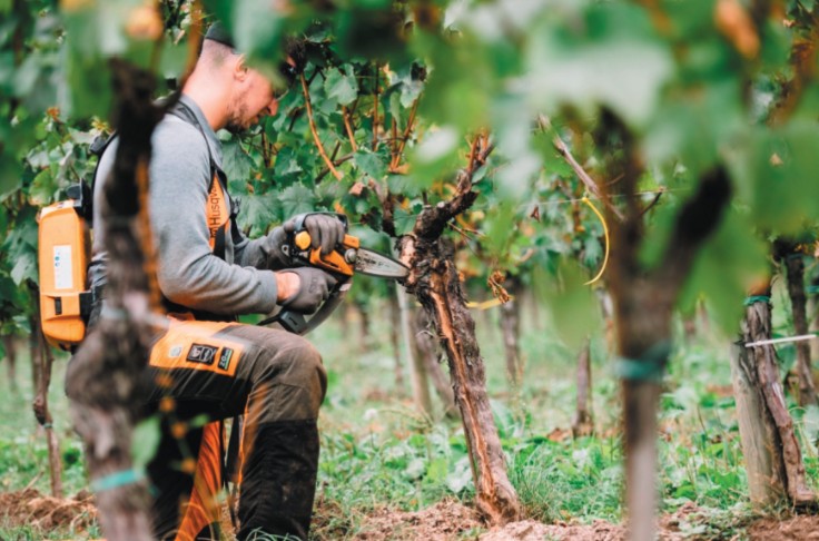 Du curetage ajouté au menu du diplôme vigneron de taille