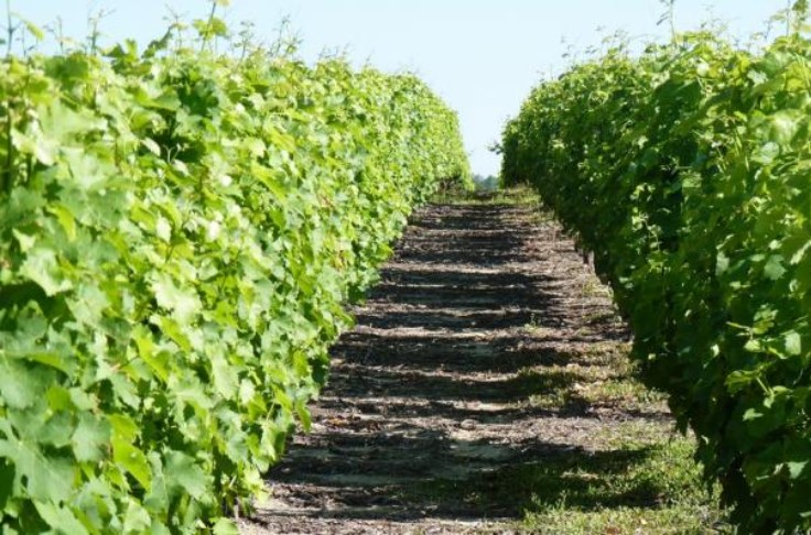 Cheverny expérimente toutes les innovations de la filière vin
