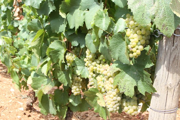 Dans le Jura, la vendange coche toutes les cases