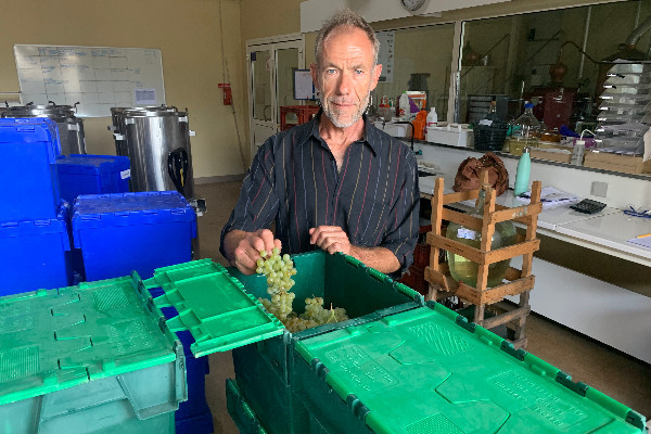 L’art et la matière de suivre la maturité des raisins