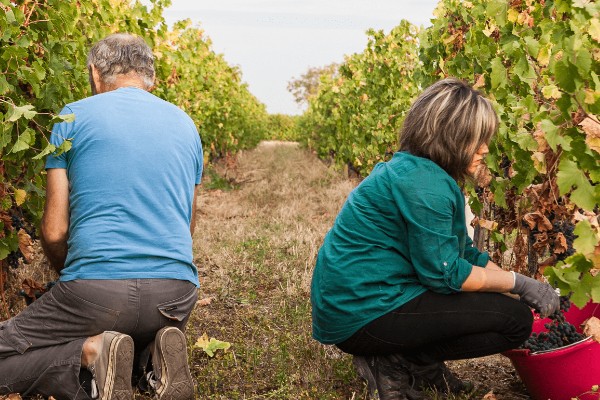 Des ateliers pour découvrir le métier de vigneron
