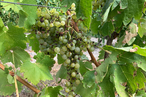 Curseurs de vérité pour l’assurance récolte du vignoble 