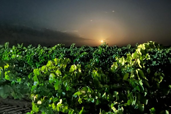 Vendanges en baisse de 10 % pour l'Italie et l'Espagne