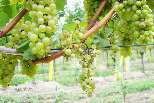 De l'ADN aux points faibles de la flavescence dorée de la vigne