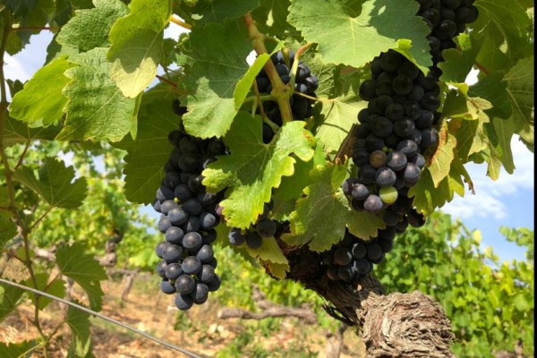 Les laboratoires Dubernet se penchent sur la qualité des sols vignerons