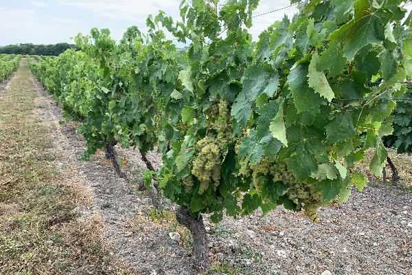 44 millions d’hl pour la vendange française 2022