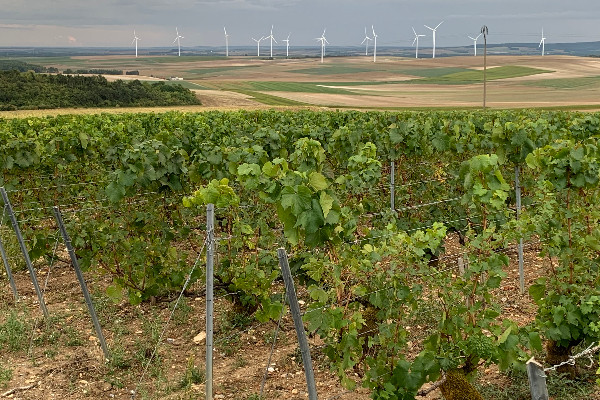 Le développement 'anarchique' des éoliennes met le vignoble vent debout   