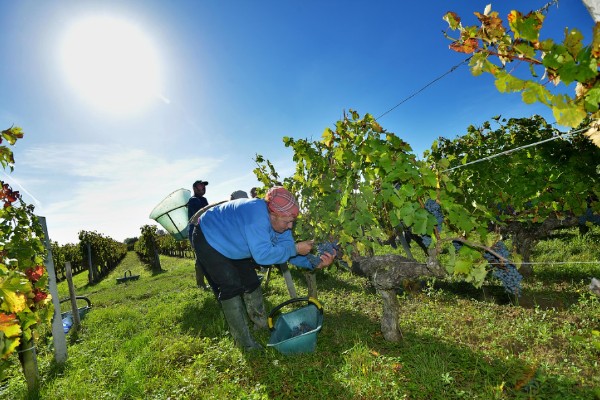 Les vignerons bordelais surpris par la précocité du millésime