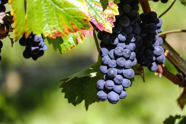 Pas de bretts, mais beaucoup de bactéries sur les raisins à vendanger