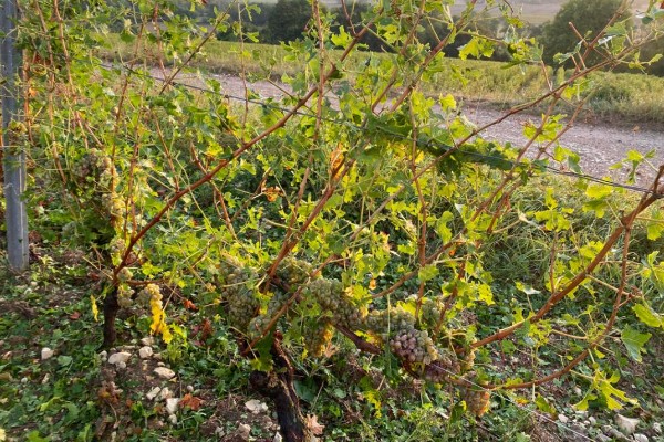 Le sancerrois frappé par la grêle en pleines vendanges 